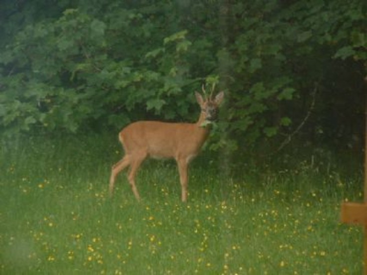 Roe Deer