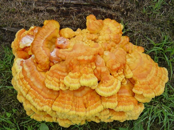 Fungi
